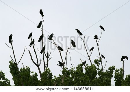 Crows In Tree