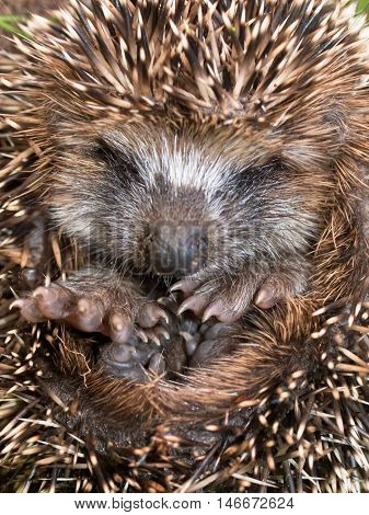 Young Hedgehog Close Up