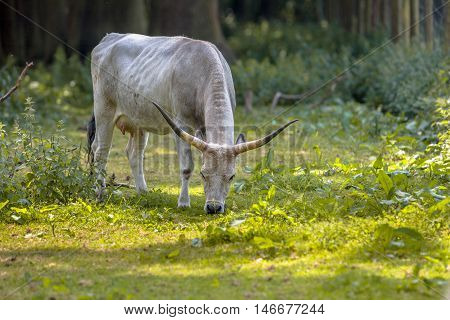 Grazing Hungarian Grey Cattle