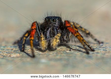 Male Jumping Spider