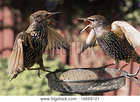 Starlings ต่อสู้