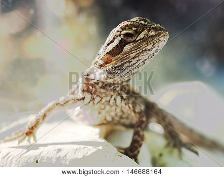 white small Gecko in captivity pet threat