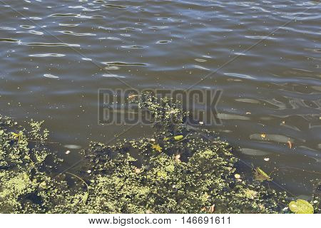 Swamp algae. Green algae patterns on the water.Green swamp