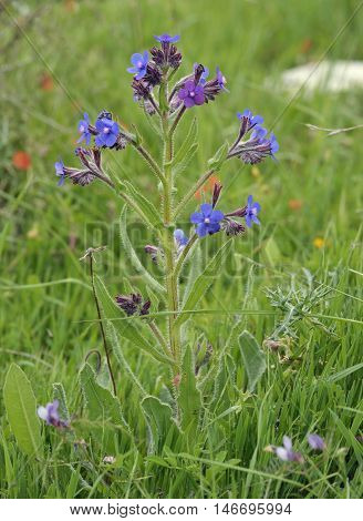 Italian Bugloss - Anchusa azurea Small Bright Blue Flower