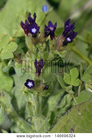 Undulated Alkanet - Anchusa undulata Dark Purple Flower from Cyprus