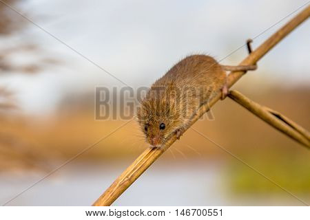 Harvesting Mouse On Reed Stick