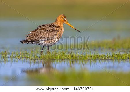 Black Tailed Godwit Standing In Shallow Water Of A Wetland
