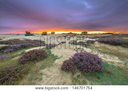 Dunes Grass And Heathland