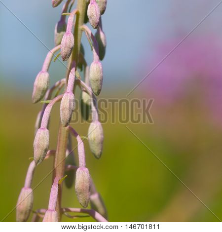 Willow Weed Buds In Spring