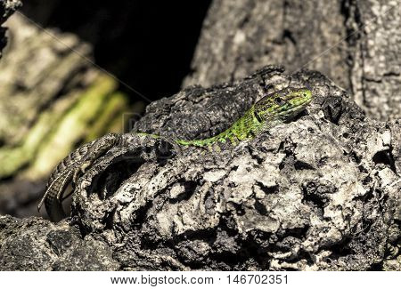 Male Sand Lizard Warming up in the Sun on a Tree
