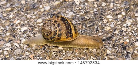 Snail crawling slowly on the concrete floor