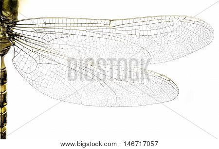 Macro of dragonfly wings and body on white background.