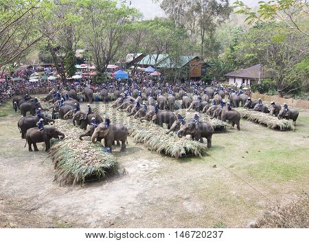Chiang Mai Thailand,13 March 2016:thai Mahouts Ride On Elephants Enjoying Various Kind Of Fruits And