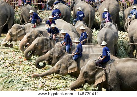 Chiang Mai Thailand,13 March 2016:thai Mahouts Ride On Elephants Enjoying Various Kind Of Fruits And