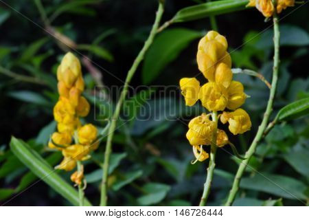 Yellow Flower Of Ringworm Bush Or Candle Bush Flower Or Candelabra Bush
