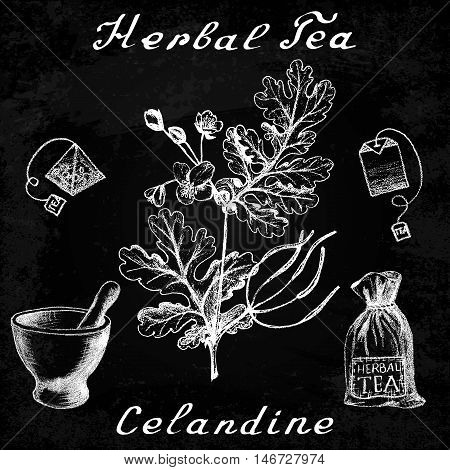 Greater celandine hand drawn sketch botanical illustration. Utensils for tea. Vector illustation. Medical herbs. Effect of chalk board. Grunge background