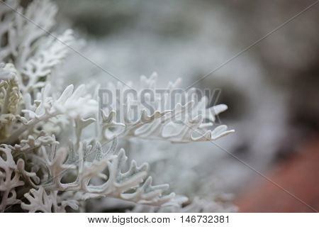 Beautiful flowers Cineraria maritima Cineraria Silverdust leaves. Natural background