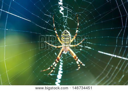 The big beautiful spider braids the web