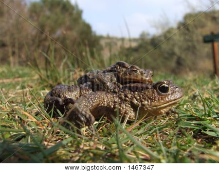 Apareamiento de las ranas