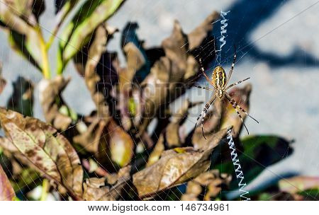 The big beautiful spider braids the web