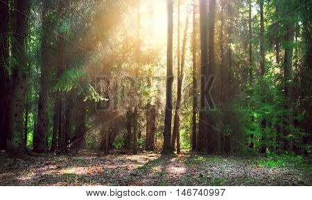 Magical Deep foggy Forest. Park. Beautiful Scene Misty Old Forest with Sun Rays, Shadows and Fog