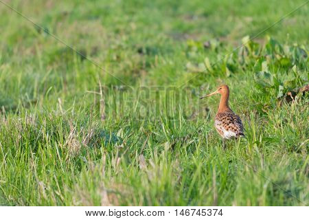 Black-tailed Godwit walking in grass