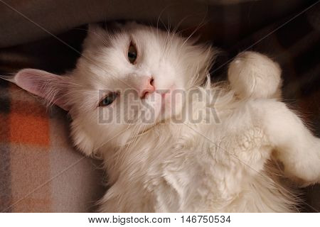 little white maincoon is lying on the sofa