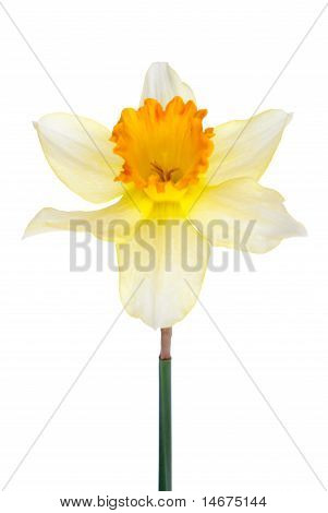 Fleur Jacinthe
