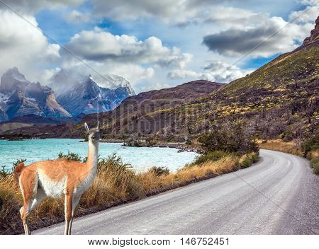 Attentive guanaco on the lake Pehoe. Concept of ecotourism. Chile, Patagonia, Torres del Paine National Park - Biosphere Reserve
