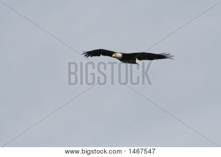 Bald Eagle i flugt
