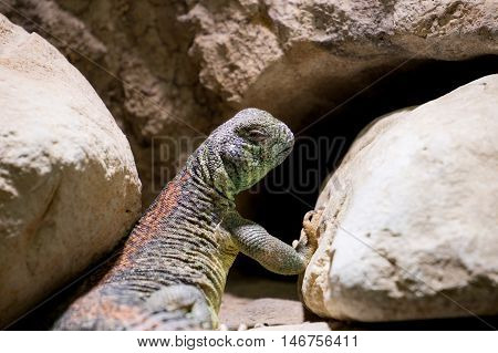 Omani spiny tailed Lizard lying on rocks