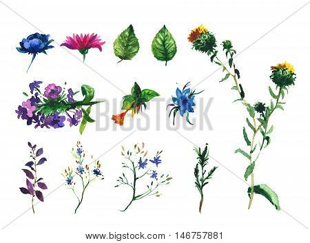 Set of watercolor drawing wild flowers, herbs, floral elements, hand drawn illustration