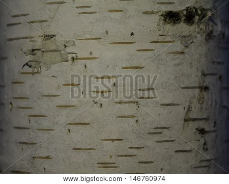 texture of birch derava, birch, close, background