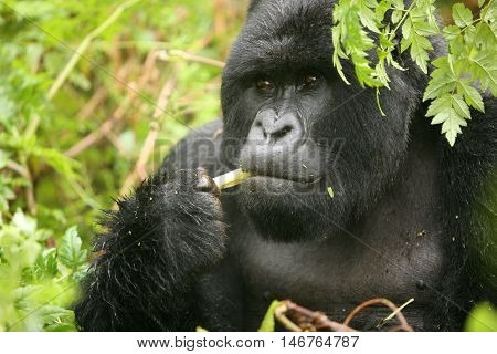 Wild Gorilla Animal Rwanda Africa Tropical Forest