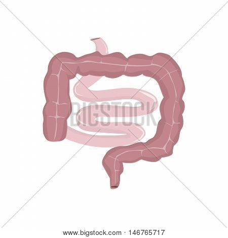 Realistic isolated human intestine on white background. Body organ. Digestive system.