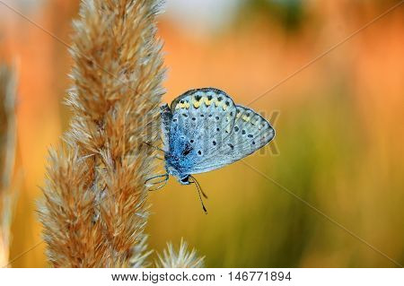Polyommatus Bellargus, Adonis Blue, Is A Butterfly In The Family Lycaenidae. Beautiful Butterfly Sit