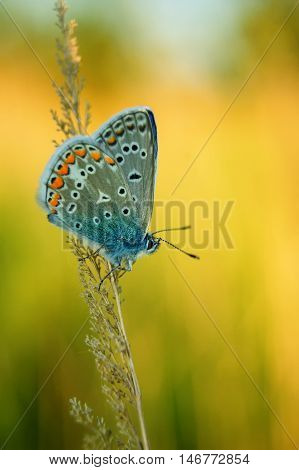 Polyommatus Icarus, Common Blue, Is A Butterfly In The Family Lycaenidae. Beautiful Butterfly Sittin