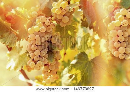 Grape Riesling (wine grape) on grapevine in vineyard lit by sunlight