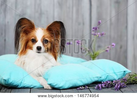 Beautiful dog Papillon breed lying on pillows