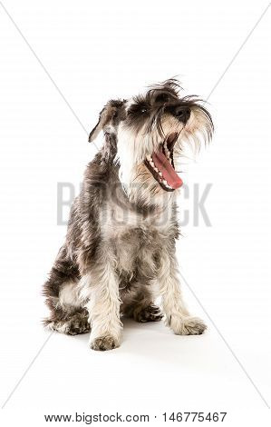 zwerghschnauzer portrait sitting in white studio with mouth open.