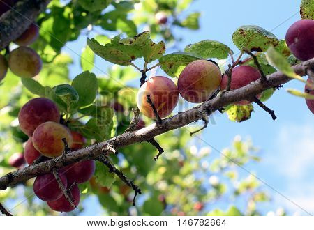 Group of Ripe plums on the tree.