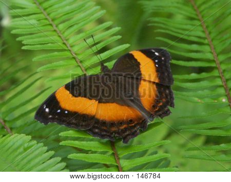Butterfly 3