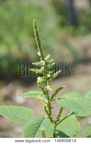 close up fresh green Amaranthus viridis plants in nature garden