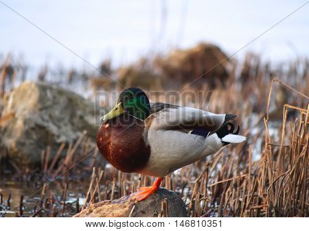 Domestic Duck On Farm Yard Background. Vintage Effect Style.