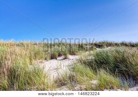 Beach And Dunes With Beachgrass In Summer