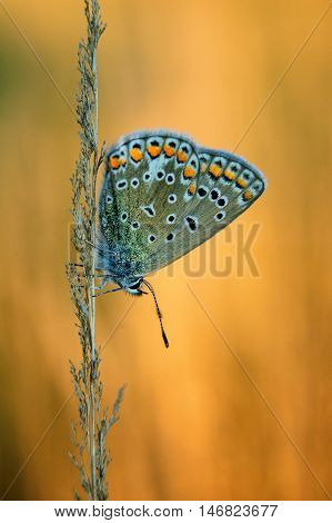 Polyommatus Icarus, Common Blue, Is A Butterfly In The Family Lycaenidae. Beautiful Butterfly Sittin