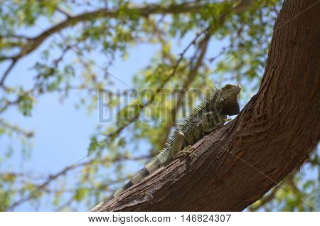 Green iguana creeping up a trunk on a tree.