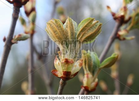 Spring Leaves Of Chestnut Tree Aesculus Hippocastanum On Nature Background