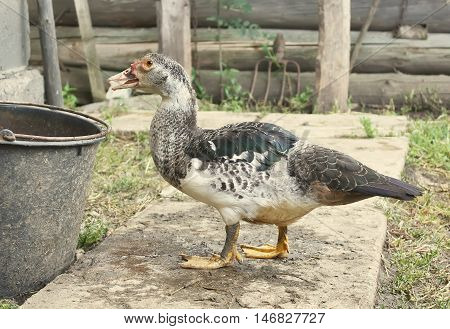 Domestic Duck On Farm Yard Background. Vintage Effect Style.