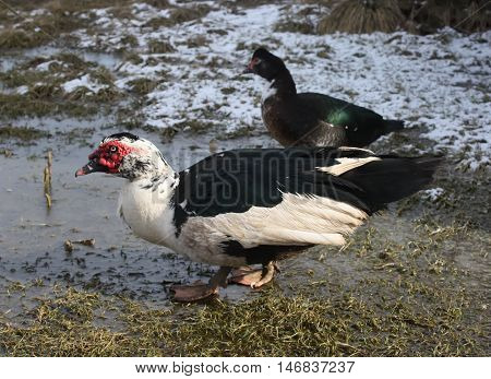 Domestic Duck On Farm Yard Background. Vintage Effect Style.